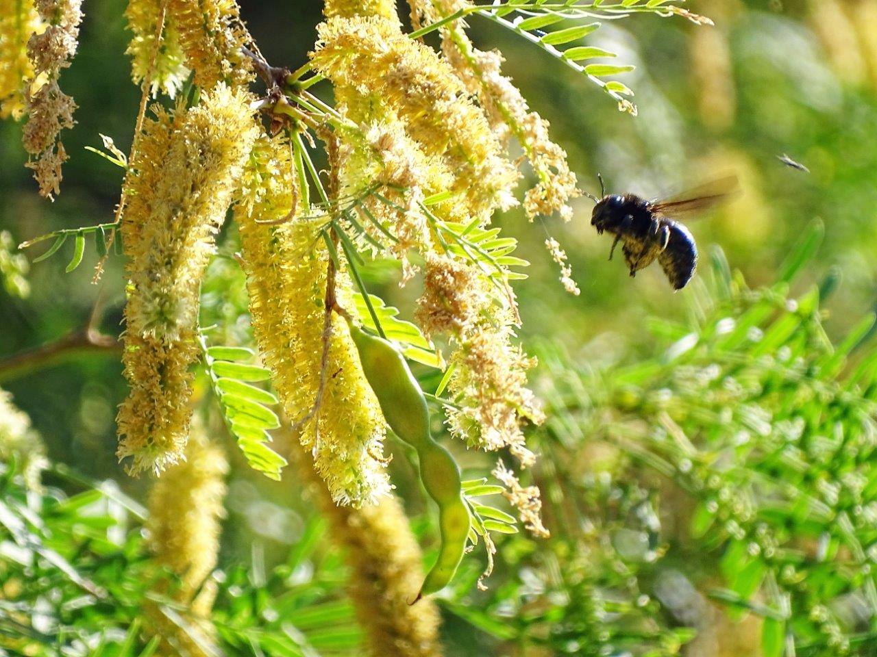 Mesquite - Mathias Botanical Garden