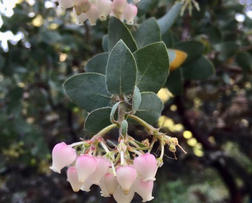Ericaceae_Arctostaphylos_'Lester Rowntree'