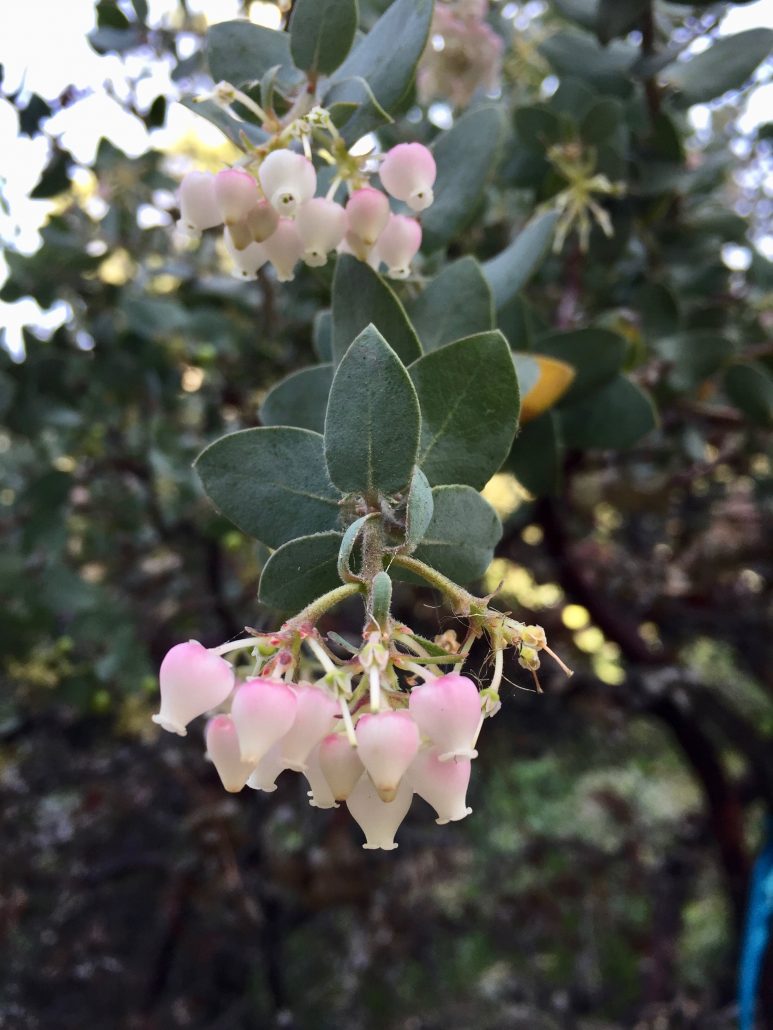 Ericaceae_Arctostaphylos_'Lester Rowntree'