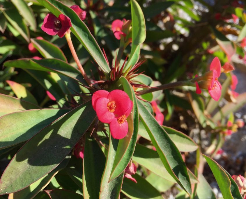 What’s Blooming? – Mildred E. Mathias Botanical Garden