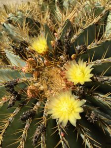 Ferocactus glaucescens- Golden barrel cactus