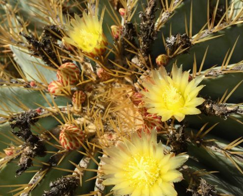 Echinocactus grusonii- Golden barrel cactus