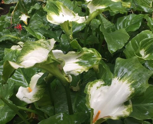 Zantedeschia aethiopica 'Green Goddess' calla lily
