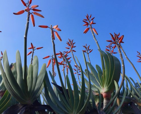 Aloe plicatilis - Fan aloe