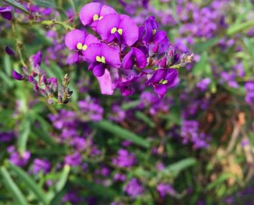 Hardenbergia violacea 'Meema' - Meema purple vine lilac