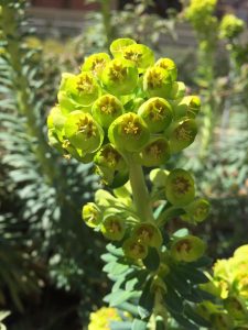 Euphorbia characias 'Bruce's Dwarf'