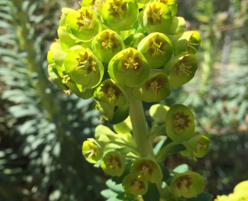 Euphorbia characias 'Bruce's Dwarf'