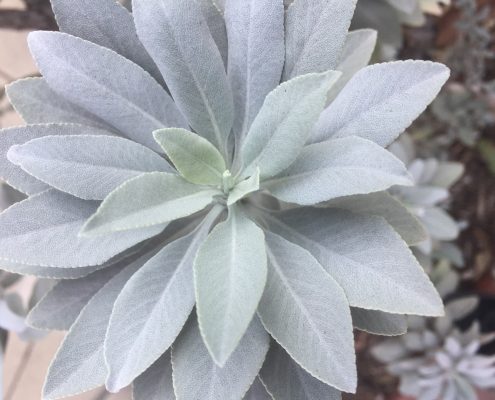 Salvia apiana - White sage