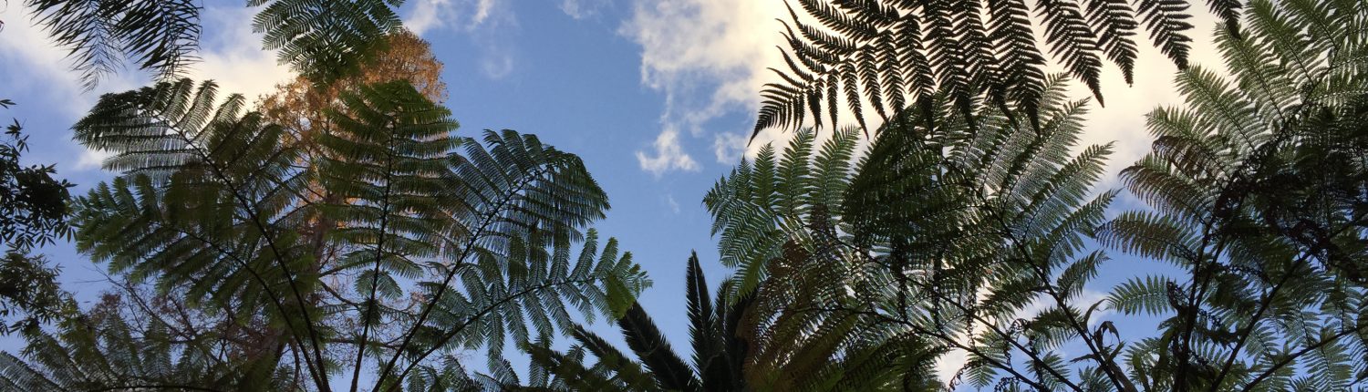 Australian tree ferns