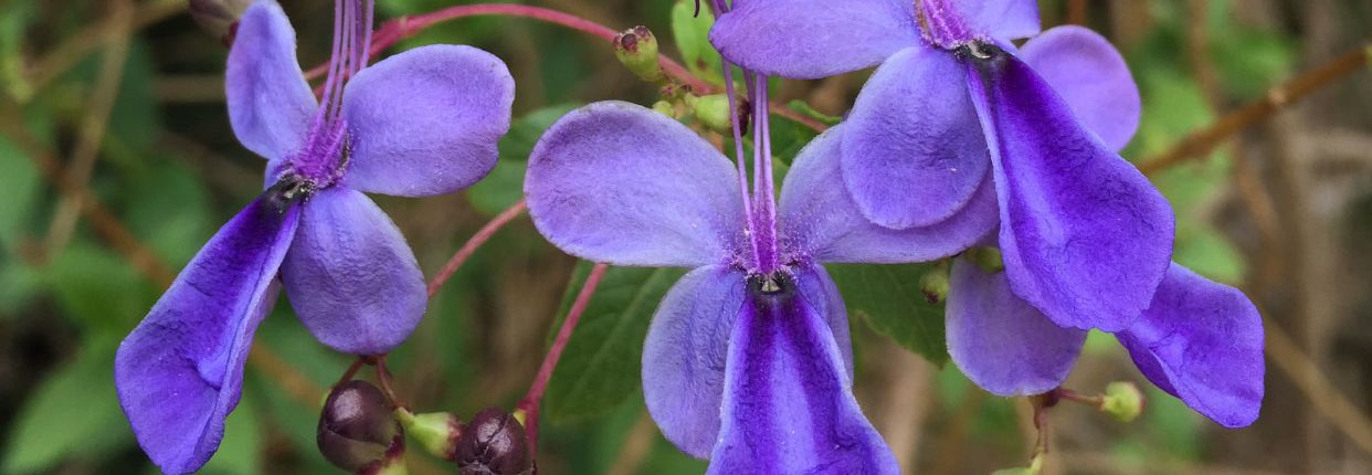 Rotheca myricoides - Blue butterfly bush