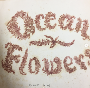 Ocean Flowers