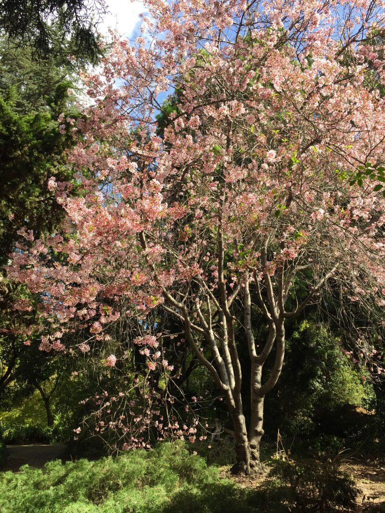 Prunus serrulata 'Pink Cloud'
