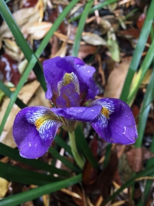 Algerian iris (Iris unguicularis) - Patio Garden