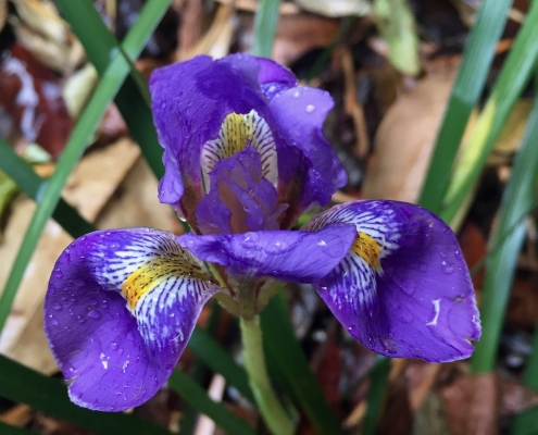 Algerian iris (Iris unguicularis) - Patio Garden