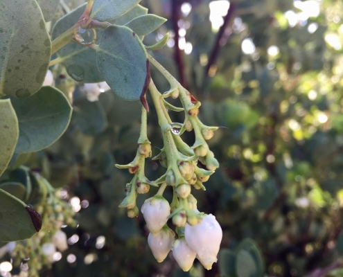 Bigberry manzanita (Arctostaphylos glauca) - Mediterranean Ecosystem
