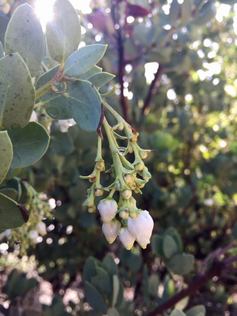 Bigberry manzanita (Arctostaphylos glauca) - Mediterranean Ecosystem