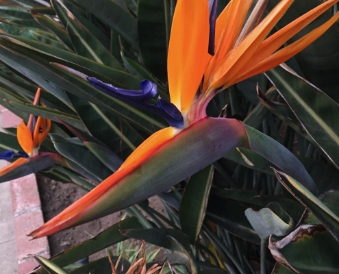 Bird of Paradise (Strelitzia reginae) - Near the driveway