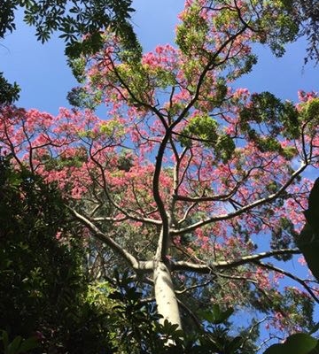 Silk floss tree (Ceiba speciosa) - Subtropical Woodlands