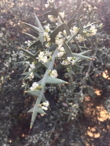 Colletia paradoxa_Anchor plant