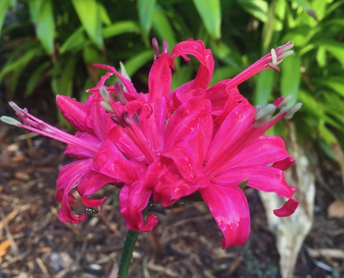 Large pink Nerine (Nerine bowdenii) - "Lilies"