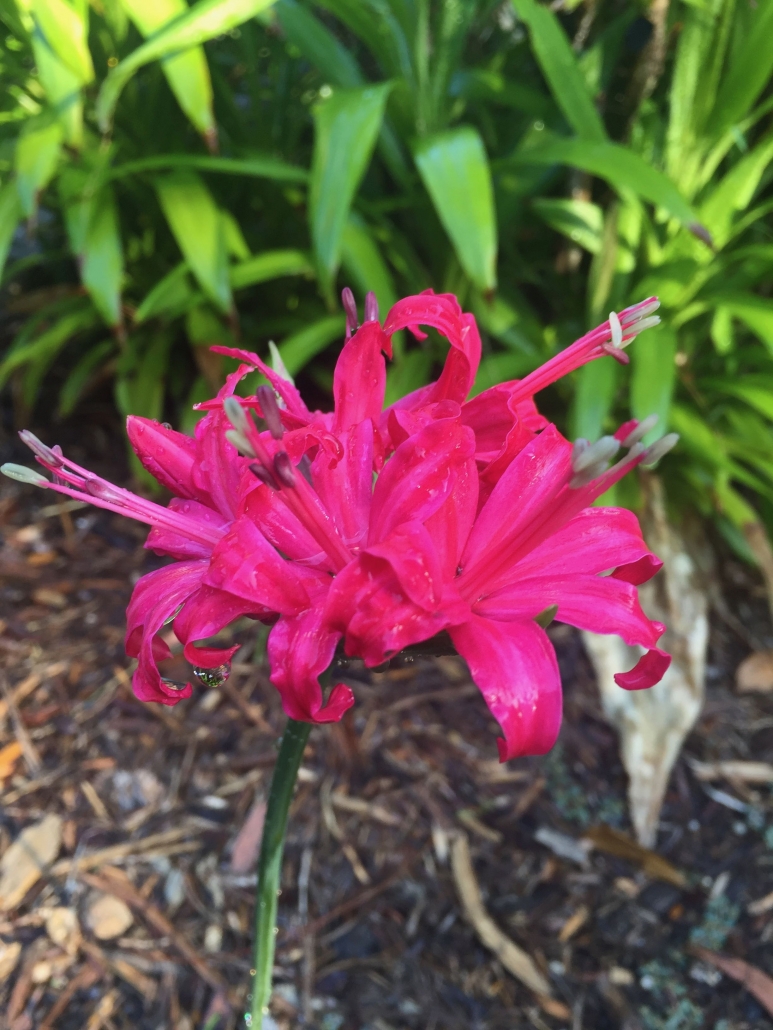 Large pink Nerine (Nerine bowdenii) - "Lilies"