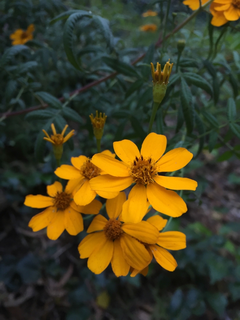 Mexican marigold (Tagetes lemonii) - Pavilion Garden