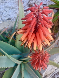 Shelpe's aloe (Aloe schelpei) - Desert Garden