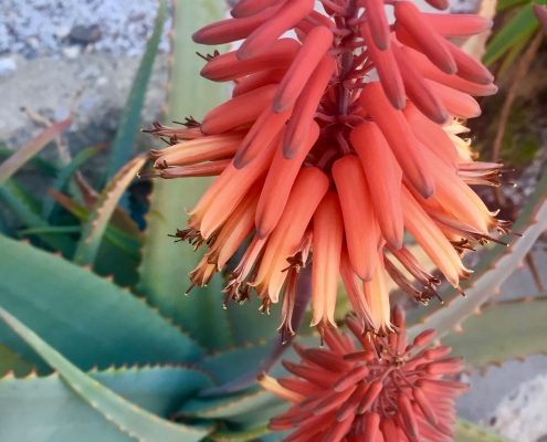 Shelpe's aloe (Aloe schelpei) - Desert Garden