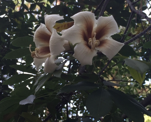 White silk floss tree (Ceiba insignis) - near Palms