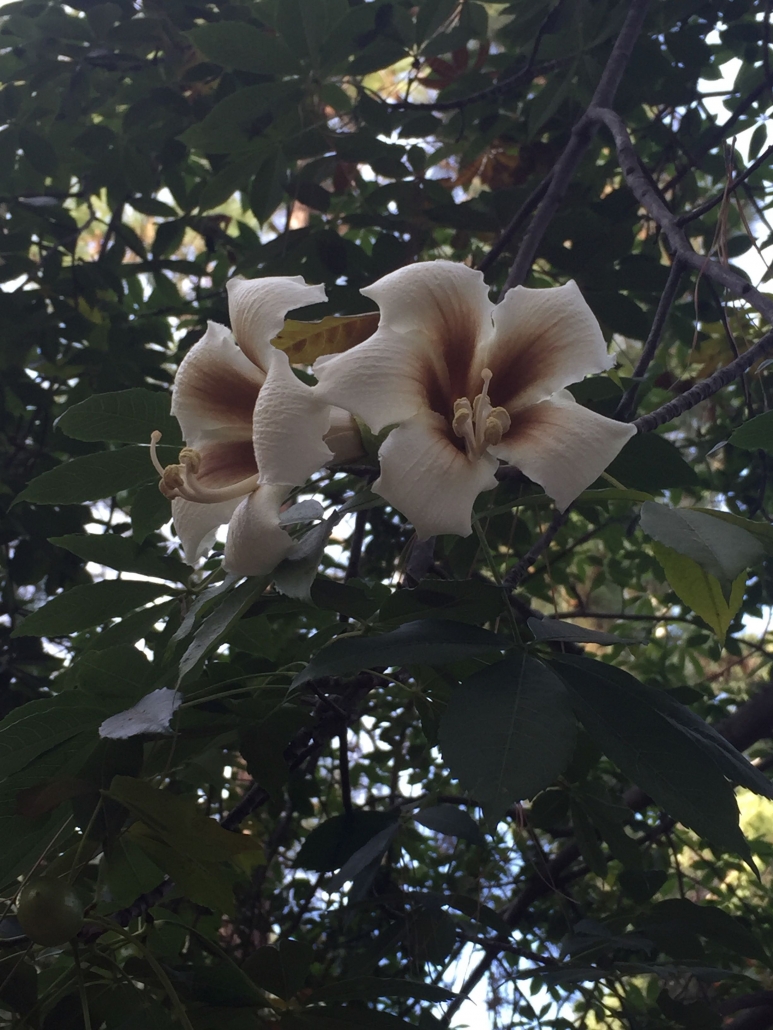 White silk floss tree (Ceiba insignis) - near Palms