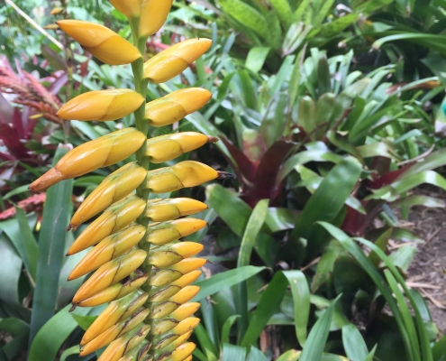 Bromeliad inflorescence