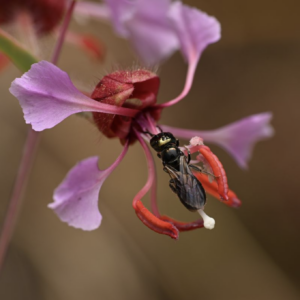 Native Bees with Krystle Hickman