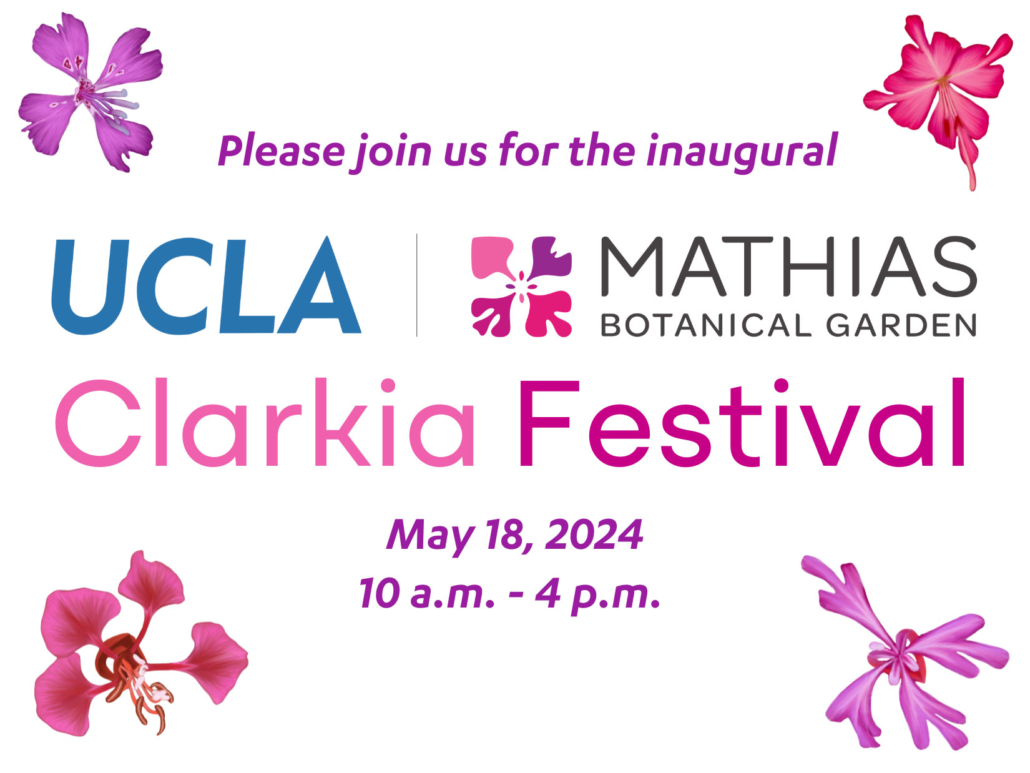 UCLA Clarkia Festival Flyer