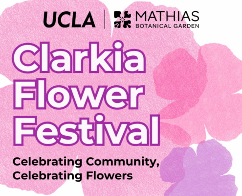 Clarkia Flower Festival Celebrating Community, Celebrating Flowers
