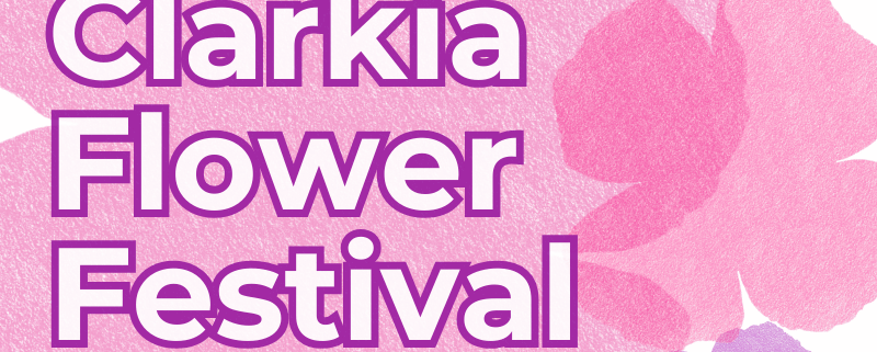 Clarkia Flower Festival Celebrating Community, Celebrating Flowers