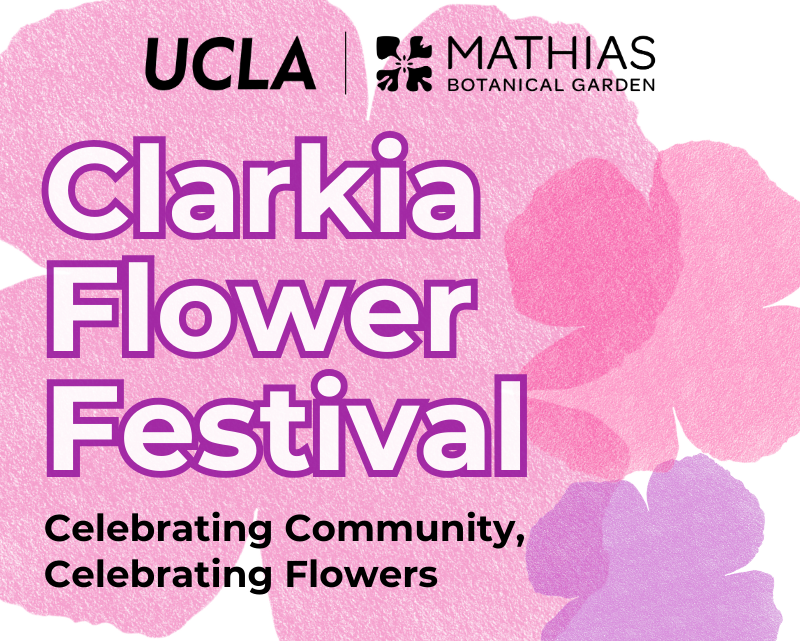 Clarkia Flower Festival Celebrating Community, Celebrating Flowers