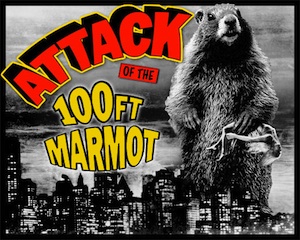 Attack of the big marmots!