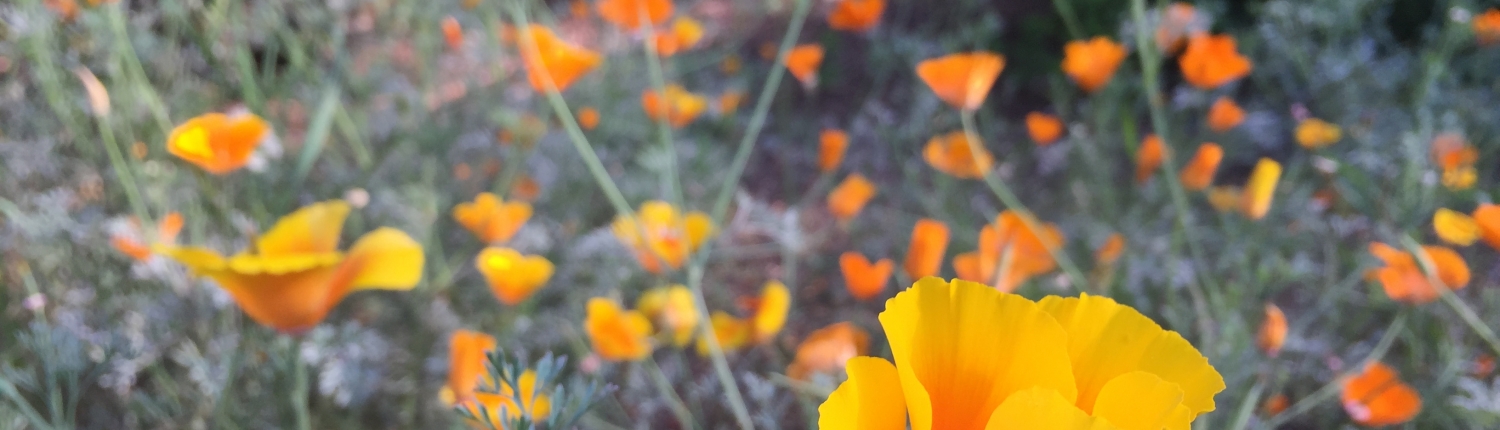 Ucla Mildred E Mathias Botanical Garden Home Facebook