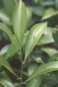 leaflike cladode on Ruscus hypoglossum