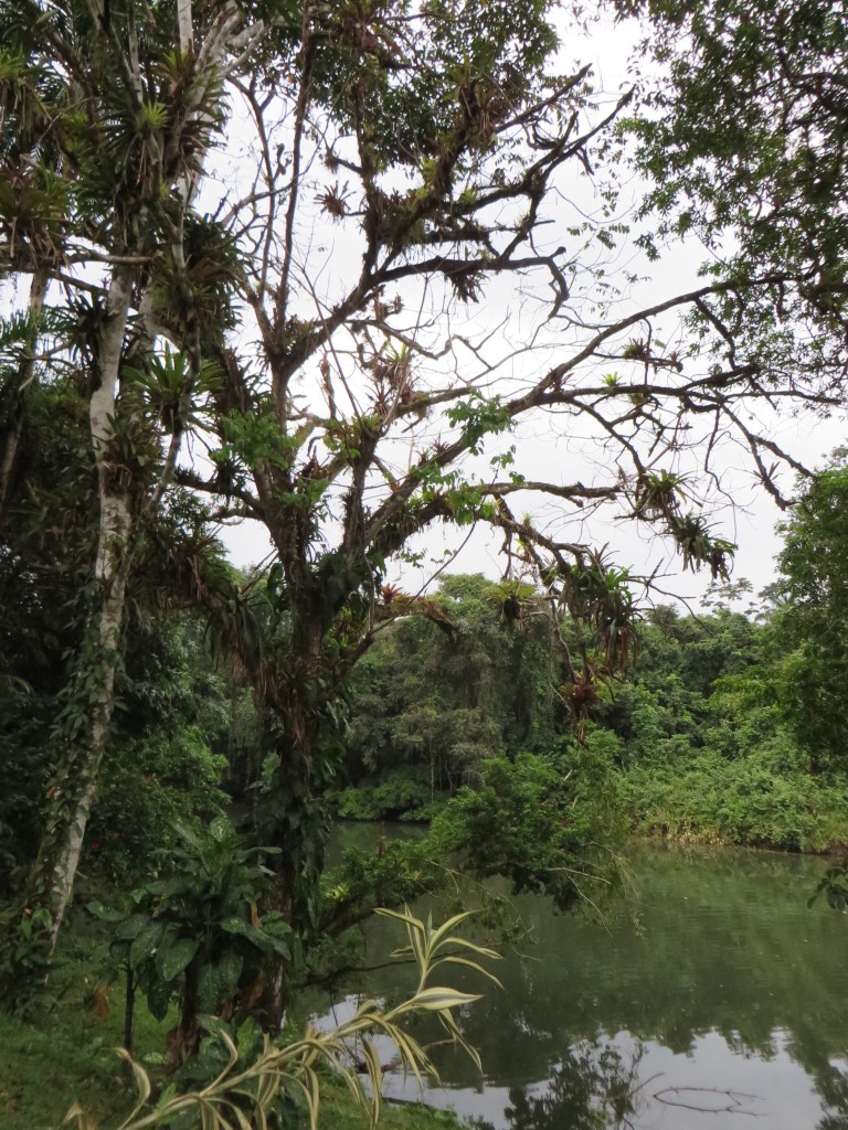 A tree by the Rio Bartola is filled with tank bromeliads