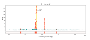 R. bromii iLDS scan