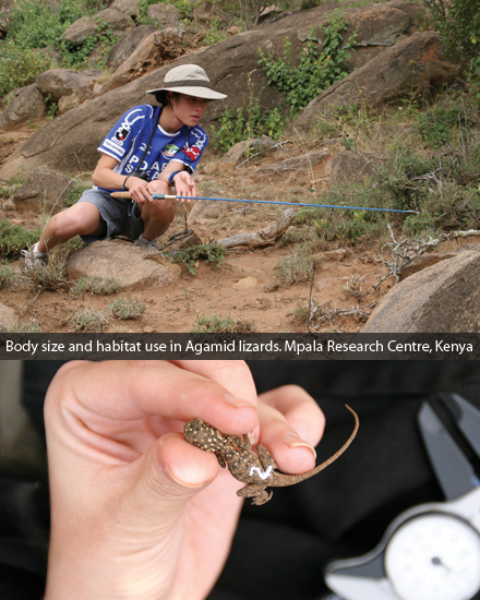 BOdy size and habitat use in Agamid lizards, Mpala Research Centre, Kenya