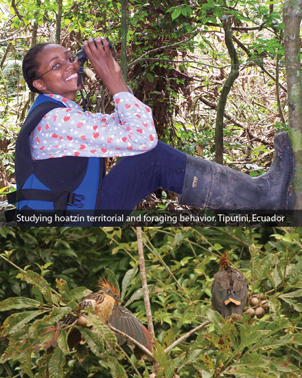 Studying hoatzin territorial and foraging behavior. Tiputini, Ecuador