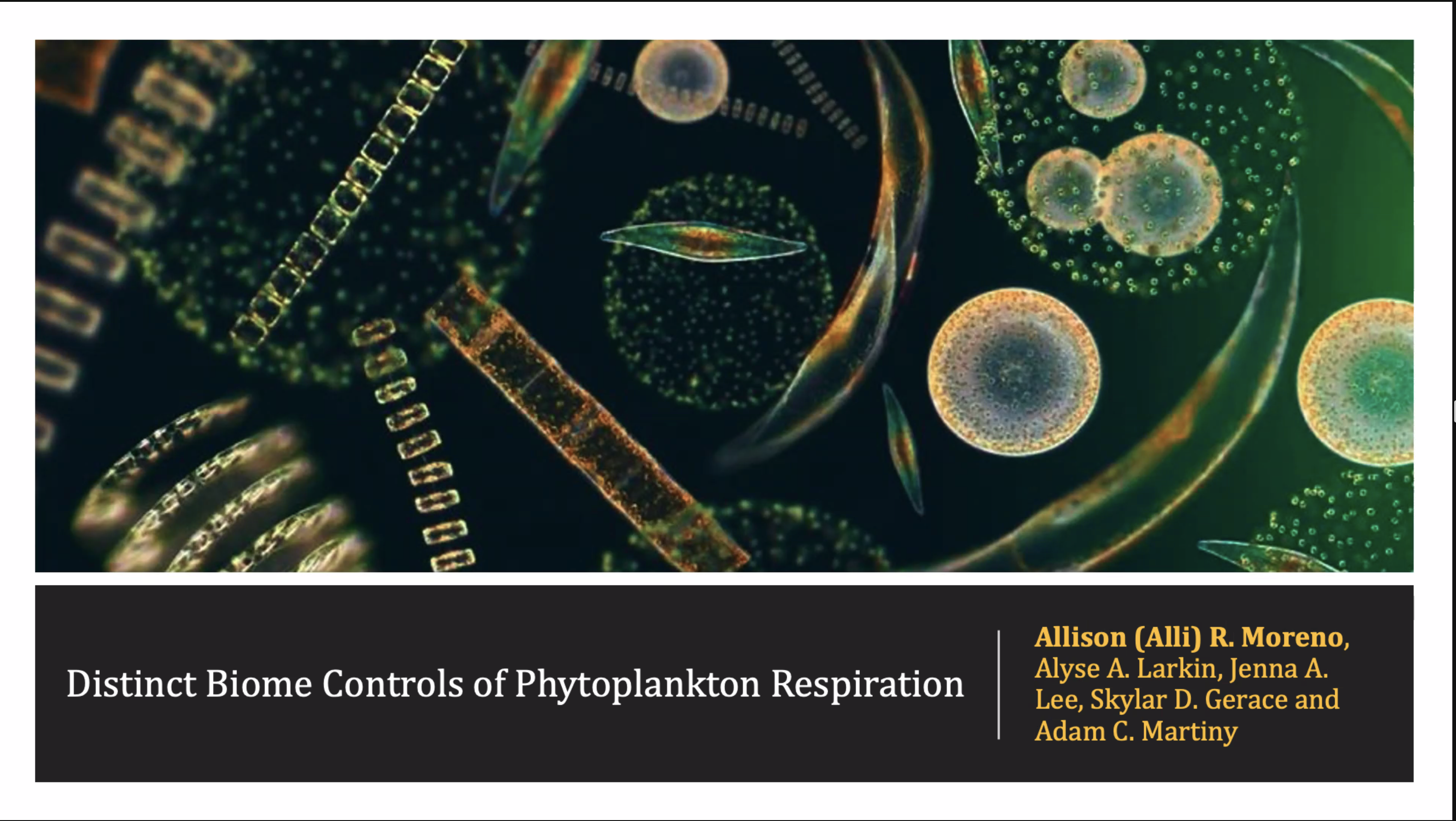 Distinct Biome Controls of Phytoplankton Respiration