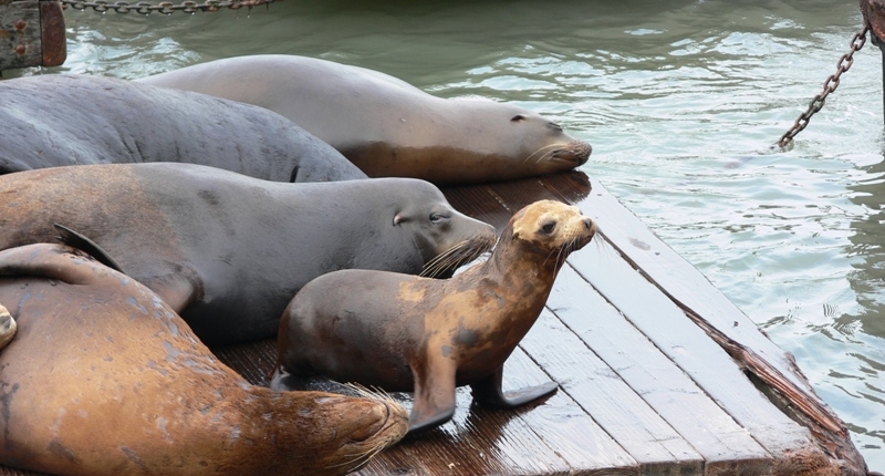 sealions