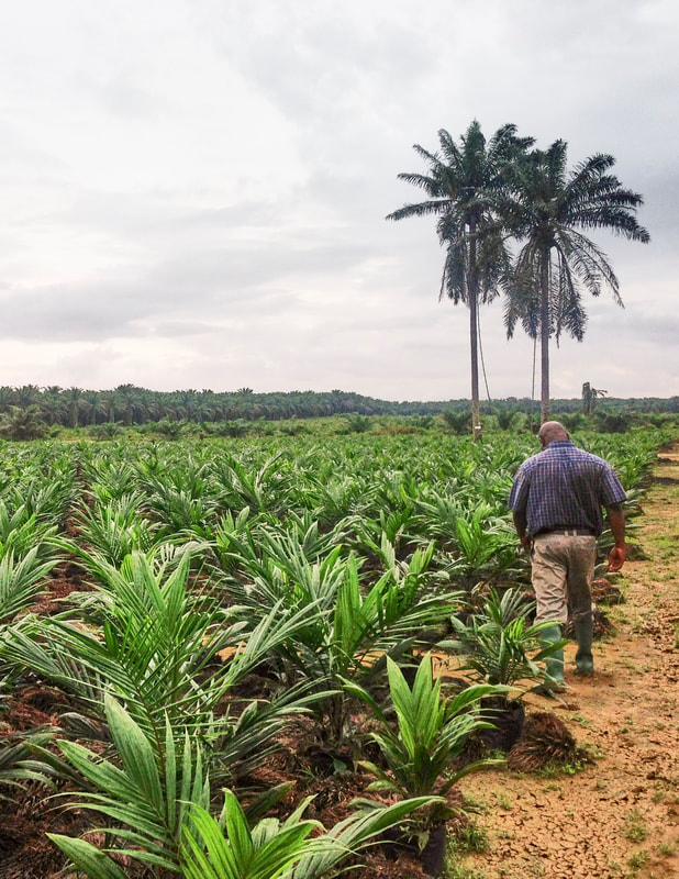 Oil palm nursery in Cameroon.