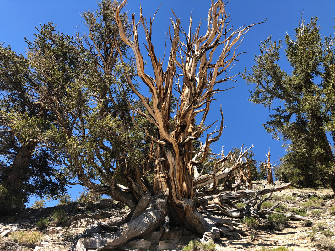 Bristlecone pine in eastern California. 
