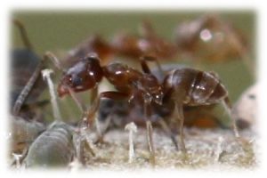 argentine ant