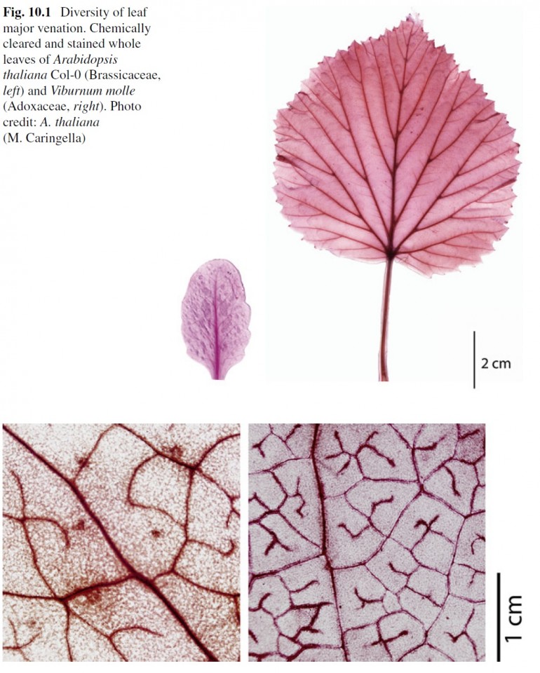 Research | Lawren Sack's Lab @UCLA