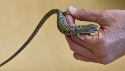 Lizards, lizards everywhere!